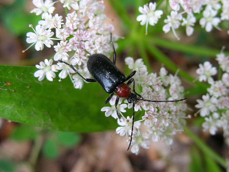 Cerambycidae: Dinoptera collaris